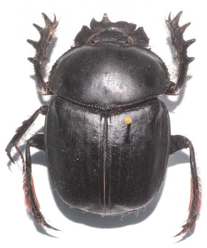 Réf. 274 020 : Scarabaeus sacer